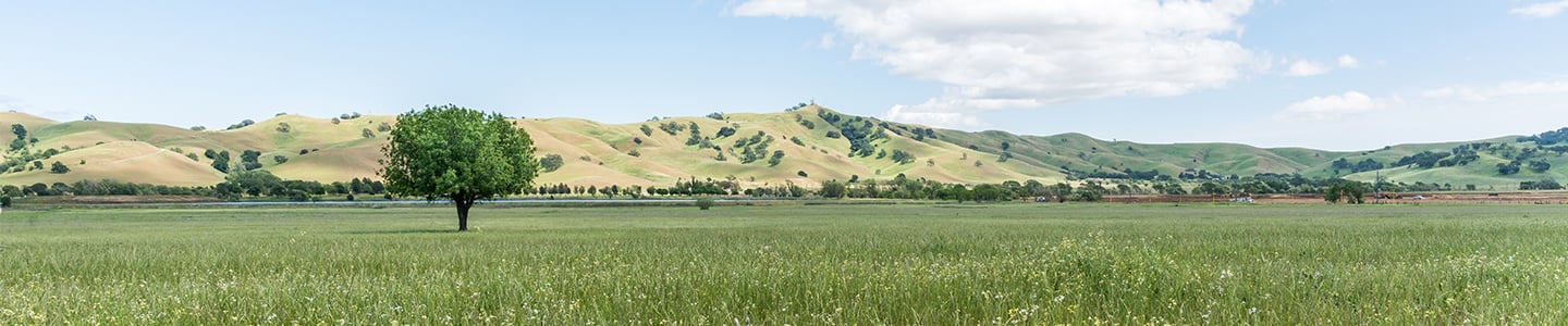 Fairfield landscape 